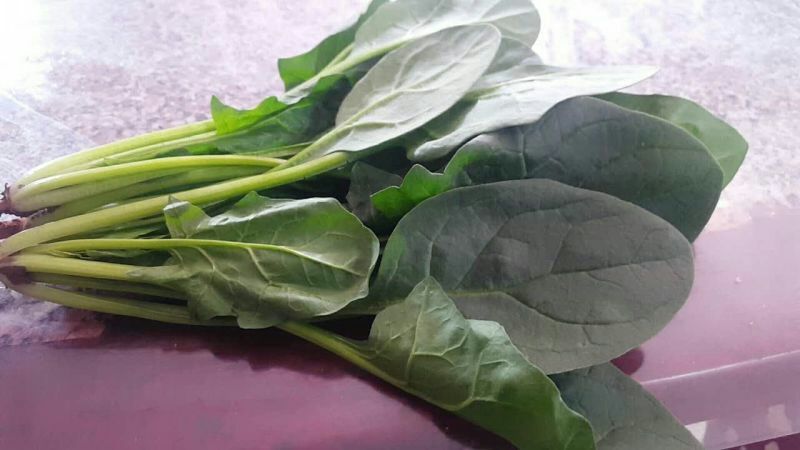 菠菜20~25厘米