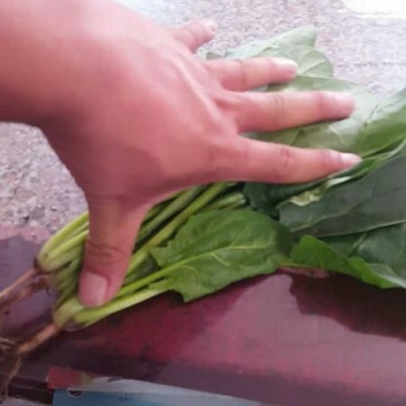 菠菜20~25厘米