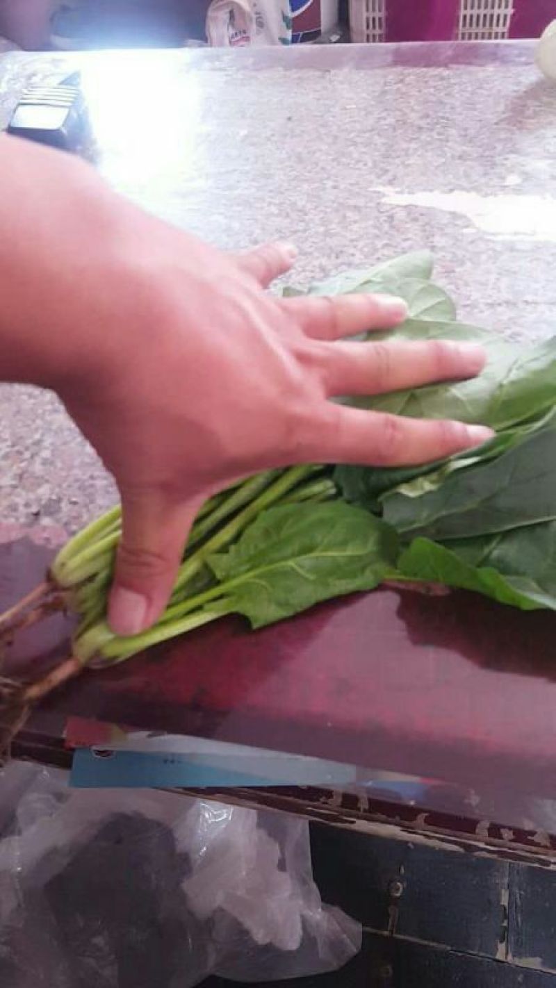 菠菜20~25厘米