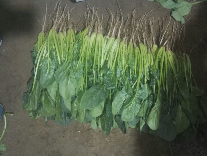 菠菜20~25厘米