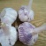 河南郑州开封杞县紫皮大蒜一手货源，可线上交易，视频看货