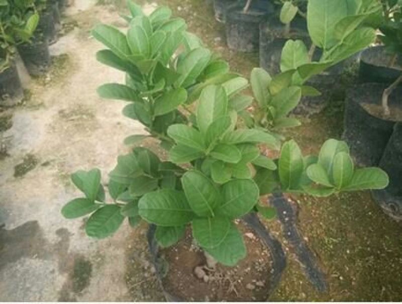 佛手树苗基地直销3年苗