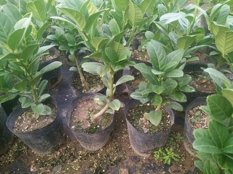 佛手树苗基地直销3年苗