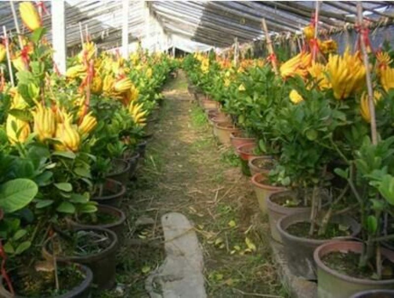 佛手树苗基地直销3年苗