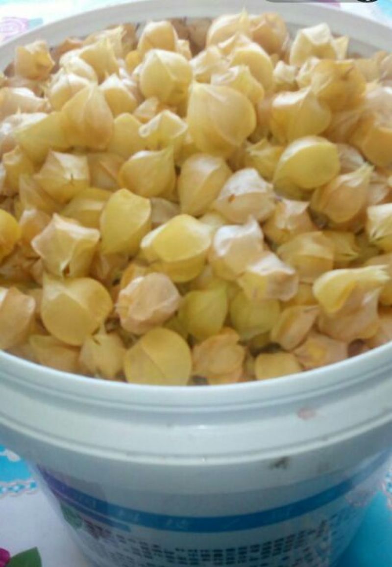 灯笼果菇茑果