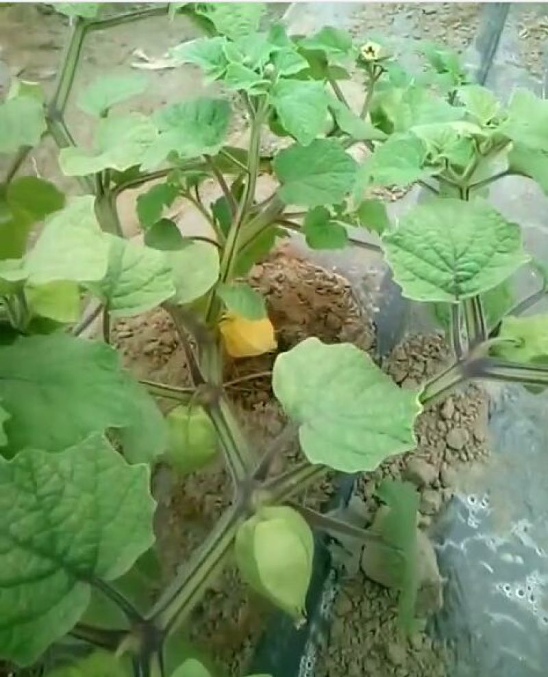 灯笼果菇茑果