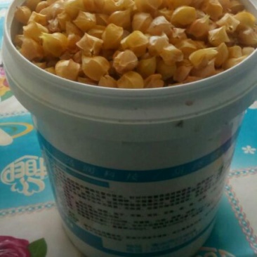灯笼果菇茑果