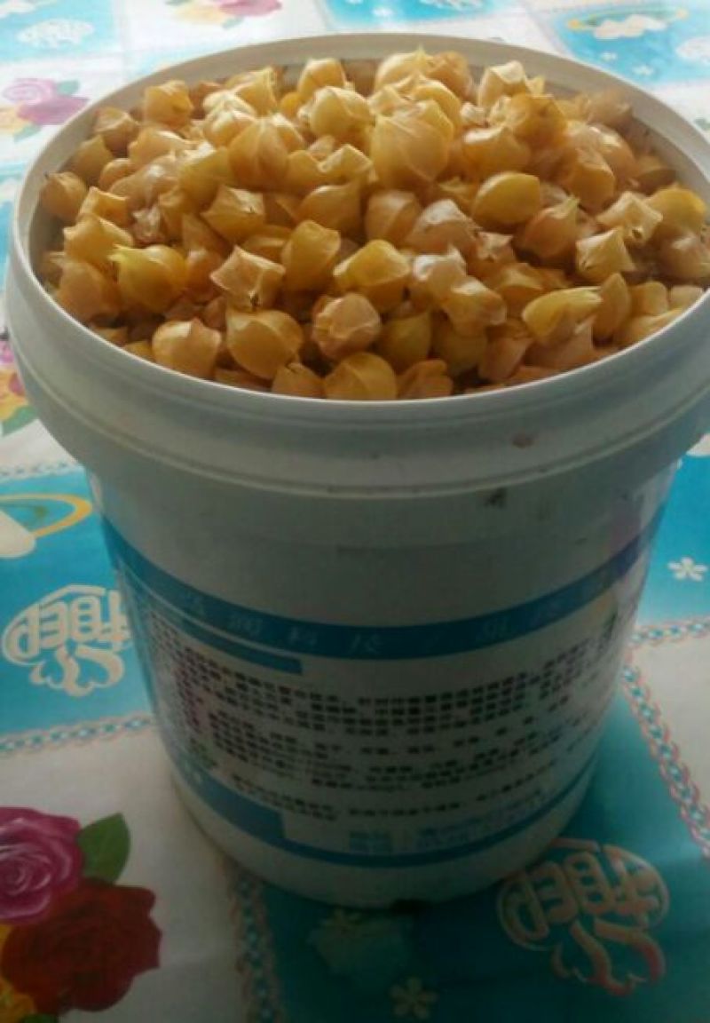 灯笼果菇茑果