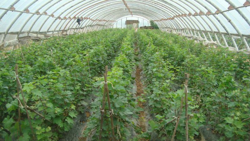 葡萄苗0.5年30cm以下