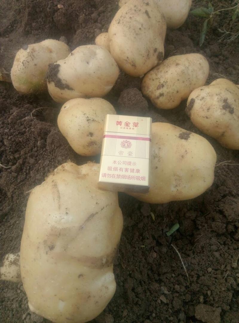 【黄心土豆】一手货源量大从优长期供应市场商超电商