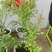 蓝莓苗20~30cm2年以上