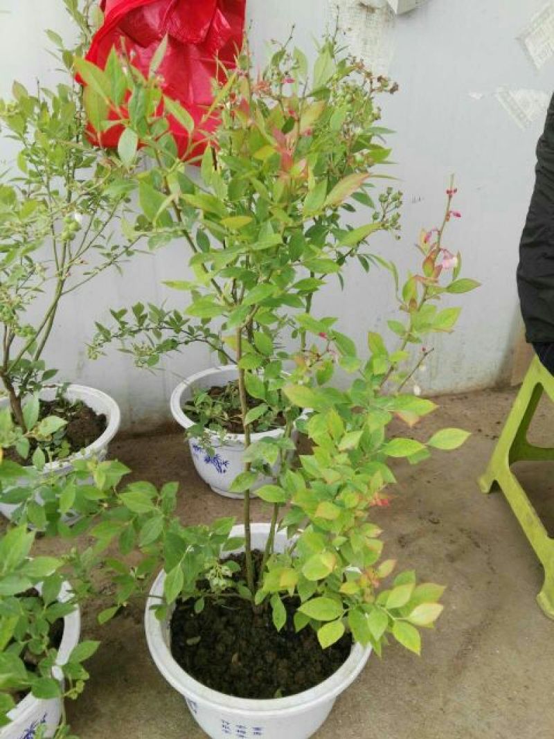 蓝莓苗20~30cm2年以上