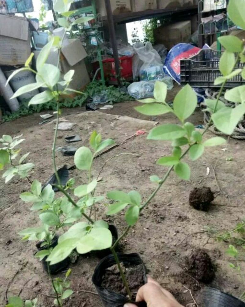 蓝莓苗20~30cm2年以上