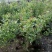 蓝莓苗20~30cm2年以上