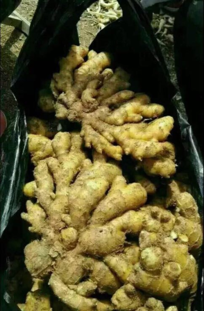 大黄姜