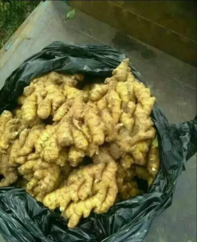 大黄姜