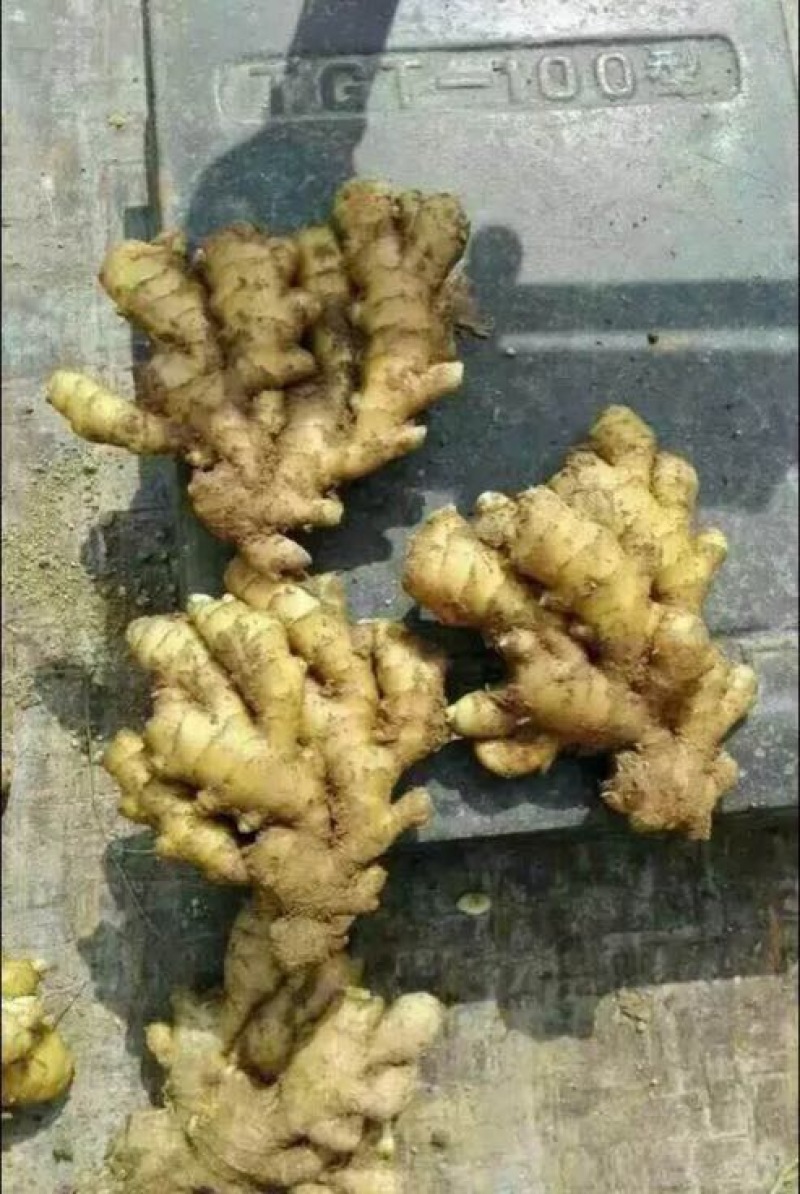 大黄姜