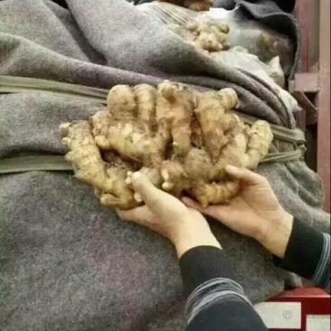 大黄姜