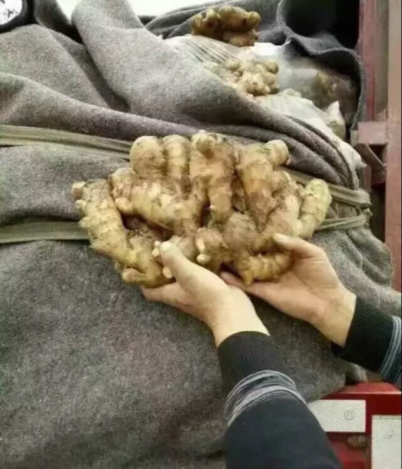 大黄姜