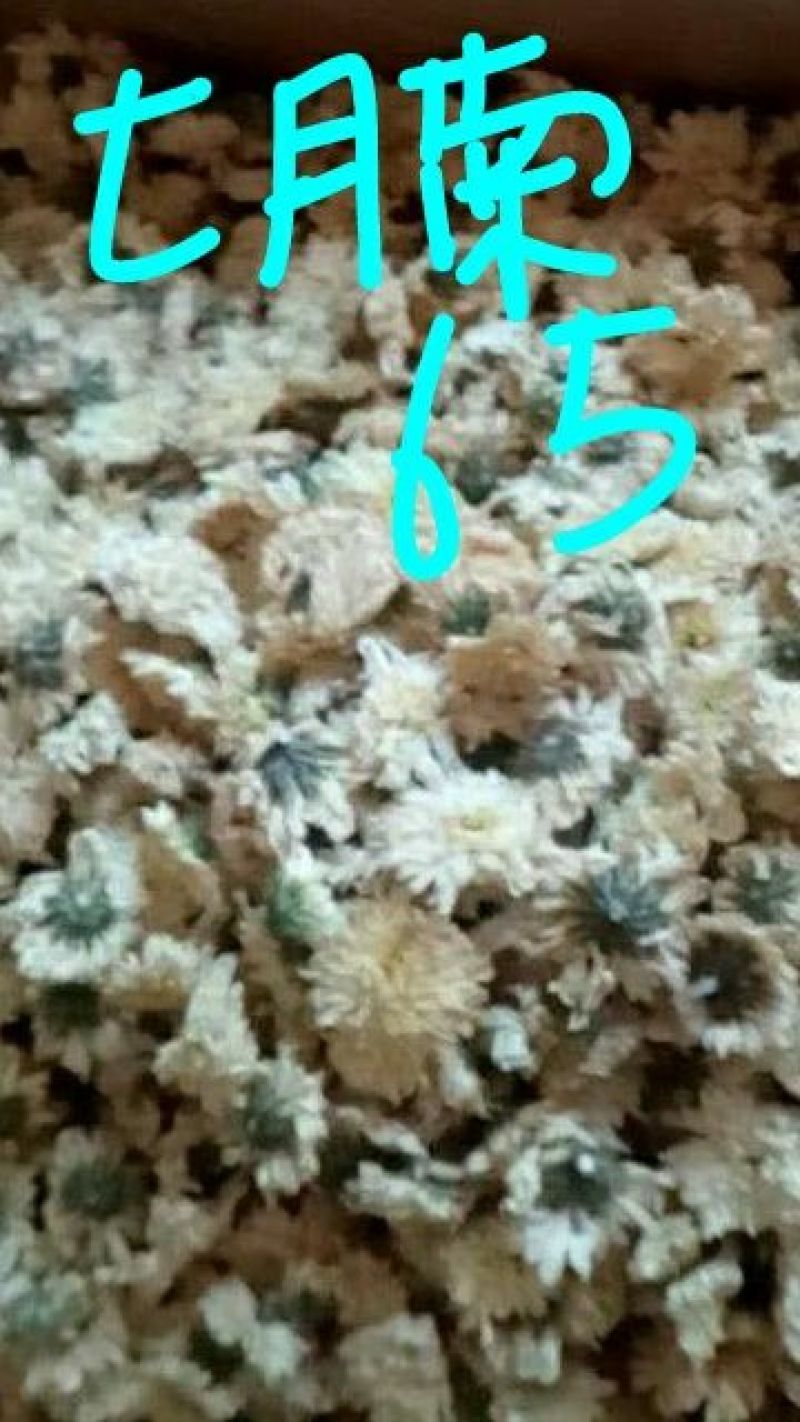 菊花茶二级