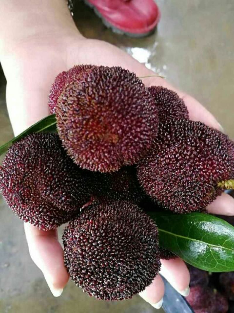东魁杨梅3~4cm