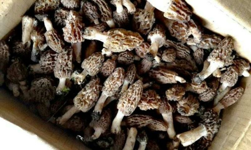 羊肚菌中上通货