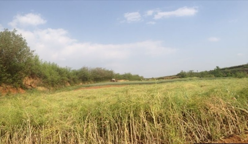 油菜籽