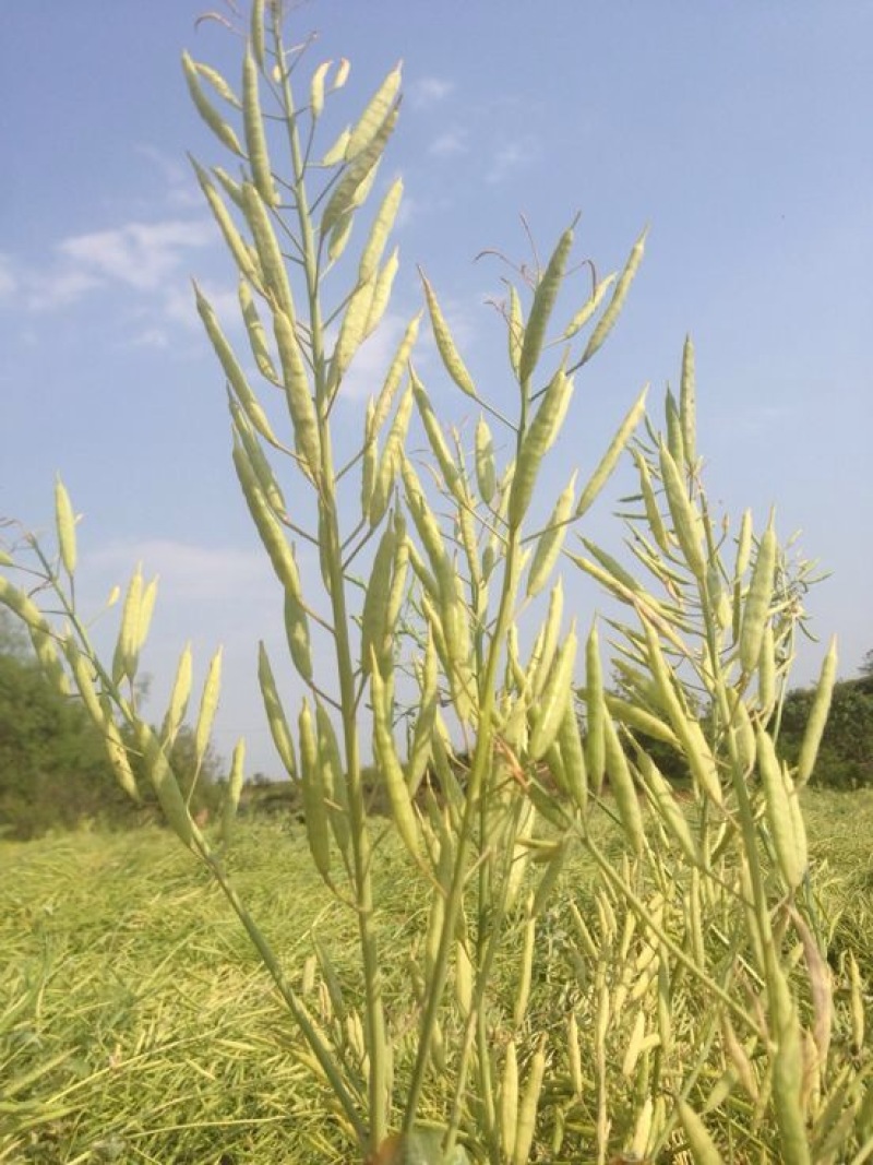 油菜籽