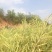 油菜籽