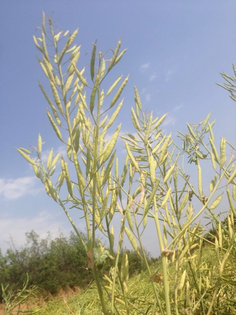 油菜籽