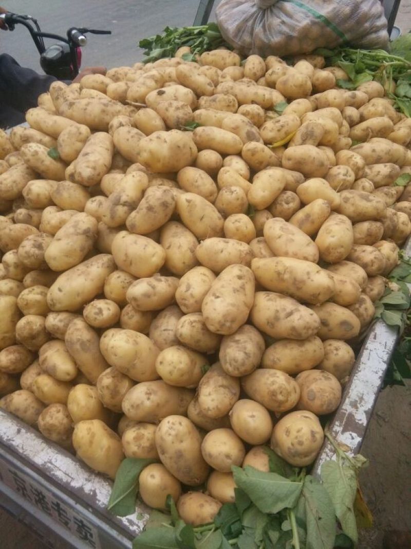 荷兰十五土豆