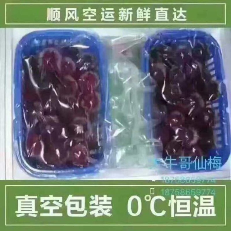 仙居杨梅