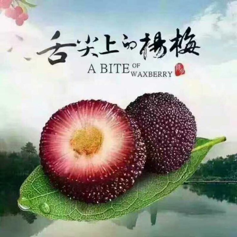 仙居杨梅