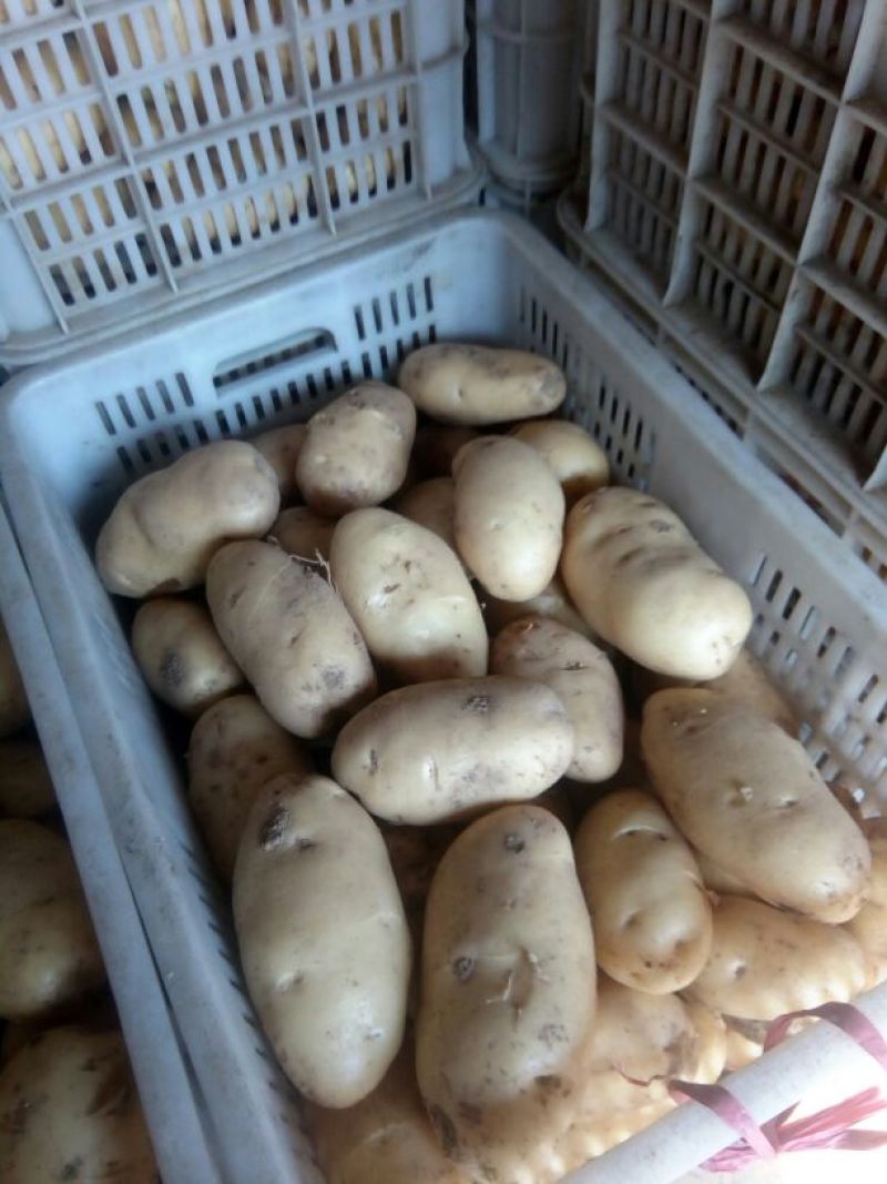 荷兰十五土豆产地直供一手货源价格便宜质量保证