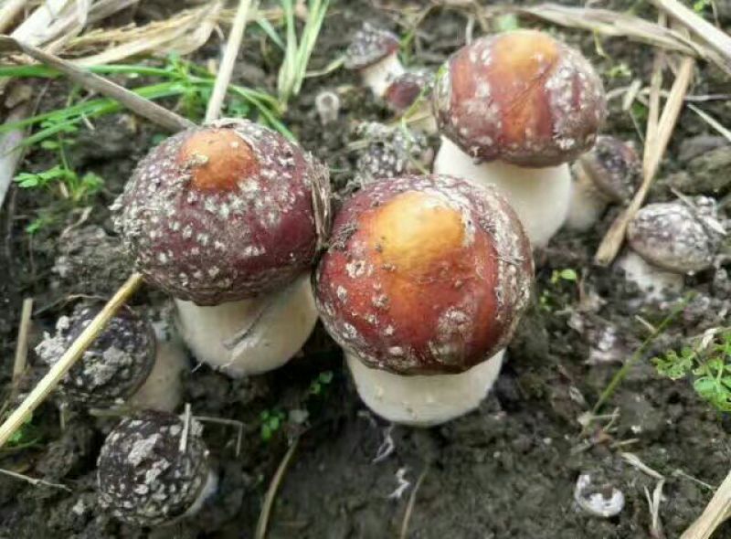 菌种，蘑菇种子，大球盖菇生产种，优质