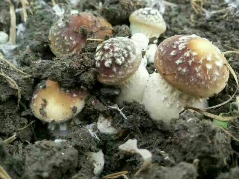菌种，蘑菇种子，大球盖菇生产种，优质