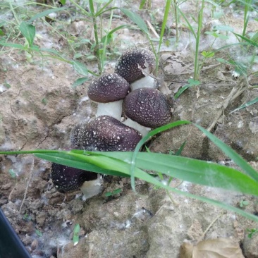 蘑菇，鲜蘑菇，大球盖菇，赤松茸，