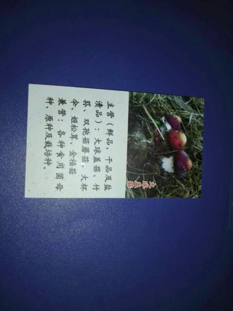 蘑菇，鲜蘑菇，大球盖菇，赤松茸，