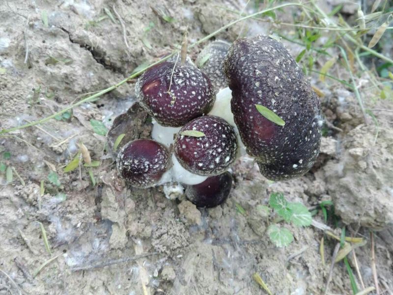 蘑菇，鲜蘑菇，大球盖菇，赤松茸，