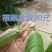 番石榴苗80~100cm