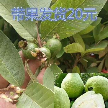 番石榴苗80~100cm