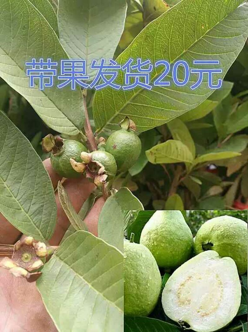 番石榴苗80~100cm