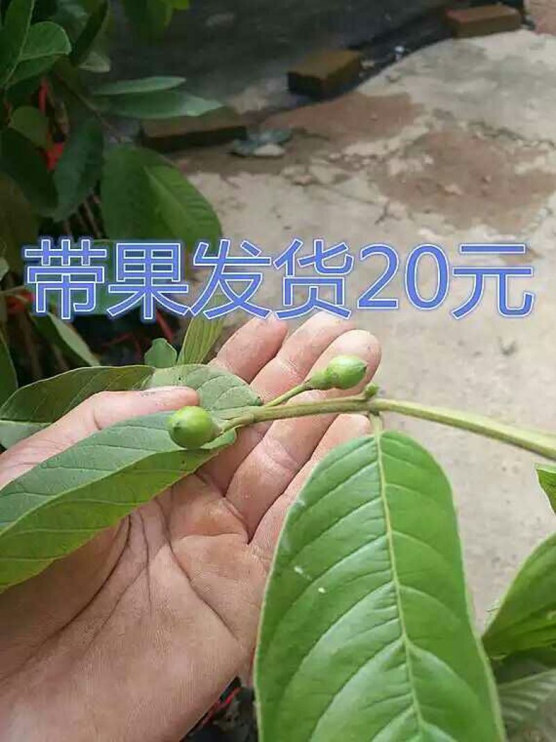 番石榴苗80~100cm