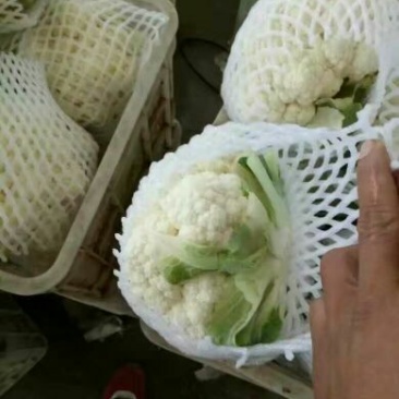 河北永年精品菜花大量供应中2斤紧密乳白