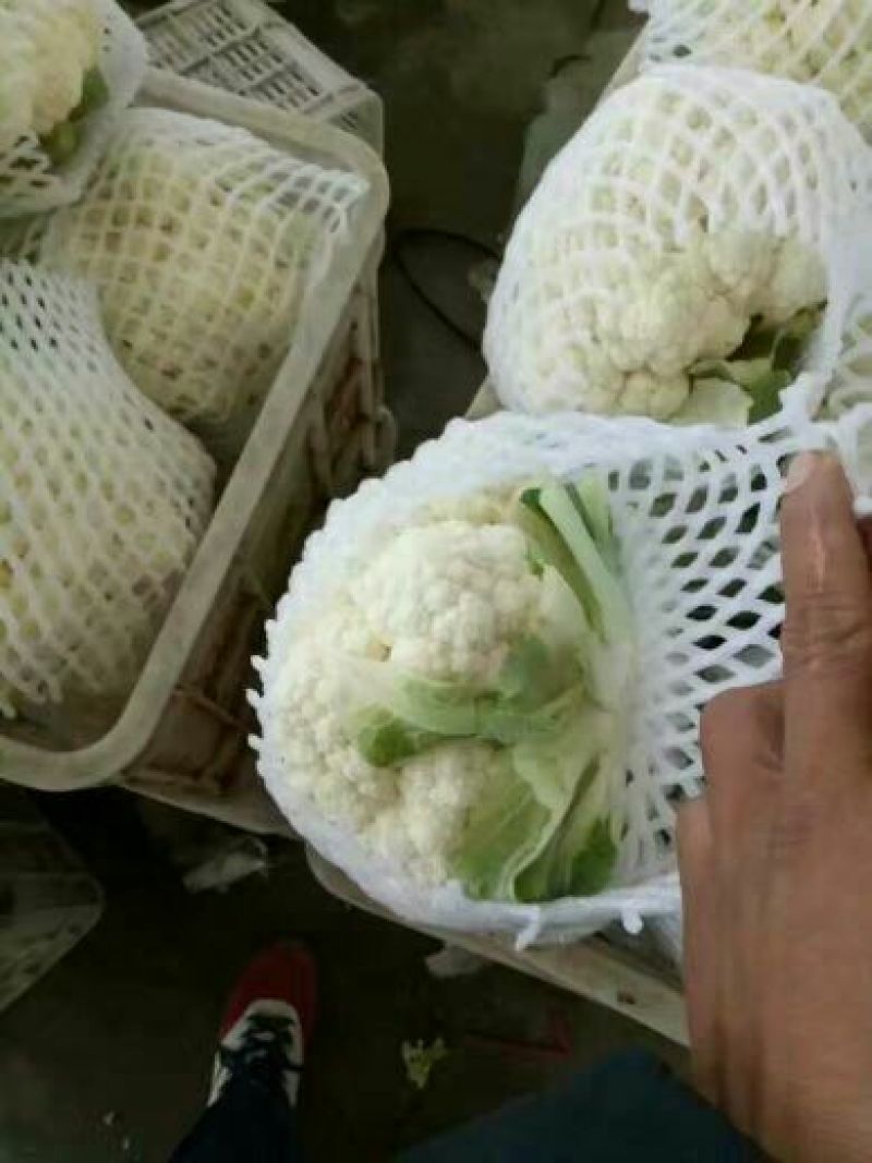 河北永年精品菜花大量供应中2斤紧密乳白