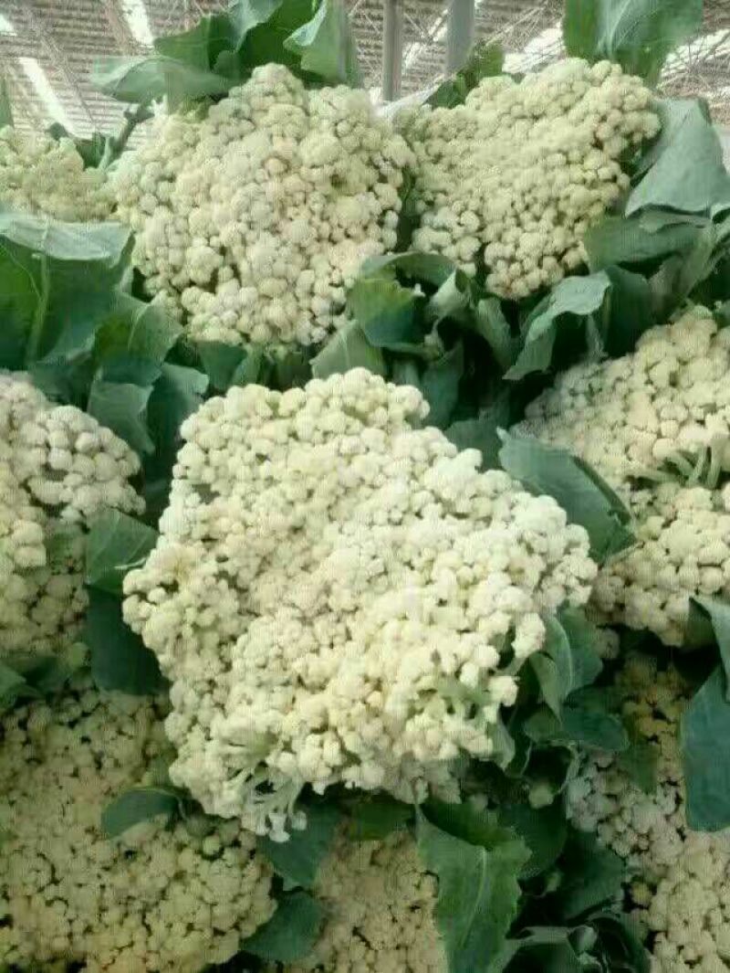 河北永年精品菜花大量供应中2斤紧密乳白