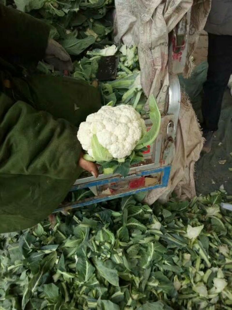 河北永年精品菜花大量供应中2斤紧密乳白