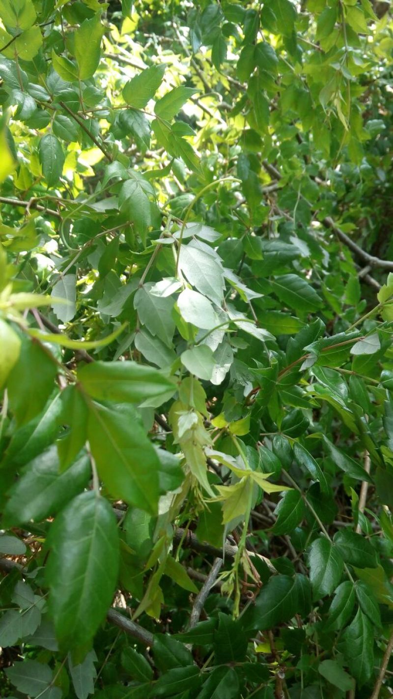 藤茶三级