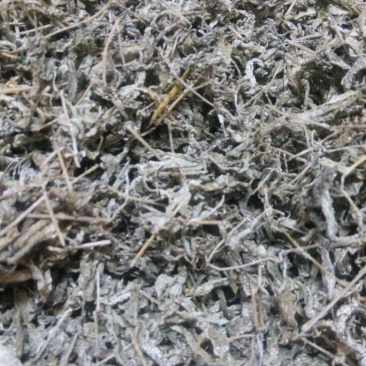 藤茶三级