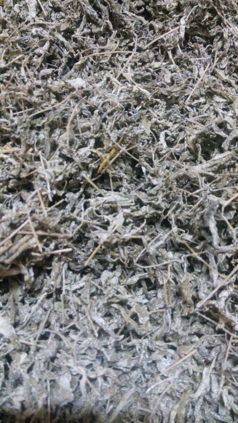 藤茶三级